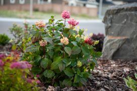 Rocky Ridge-30
