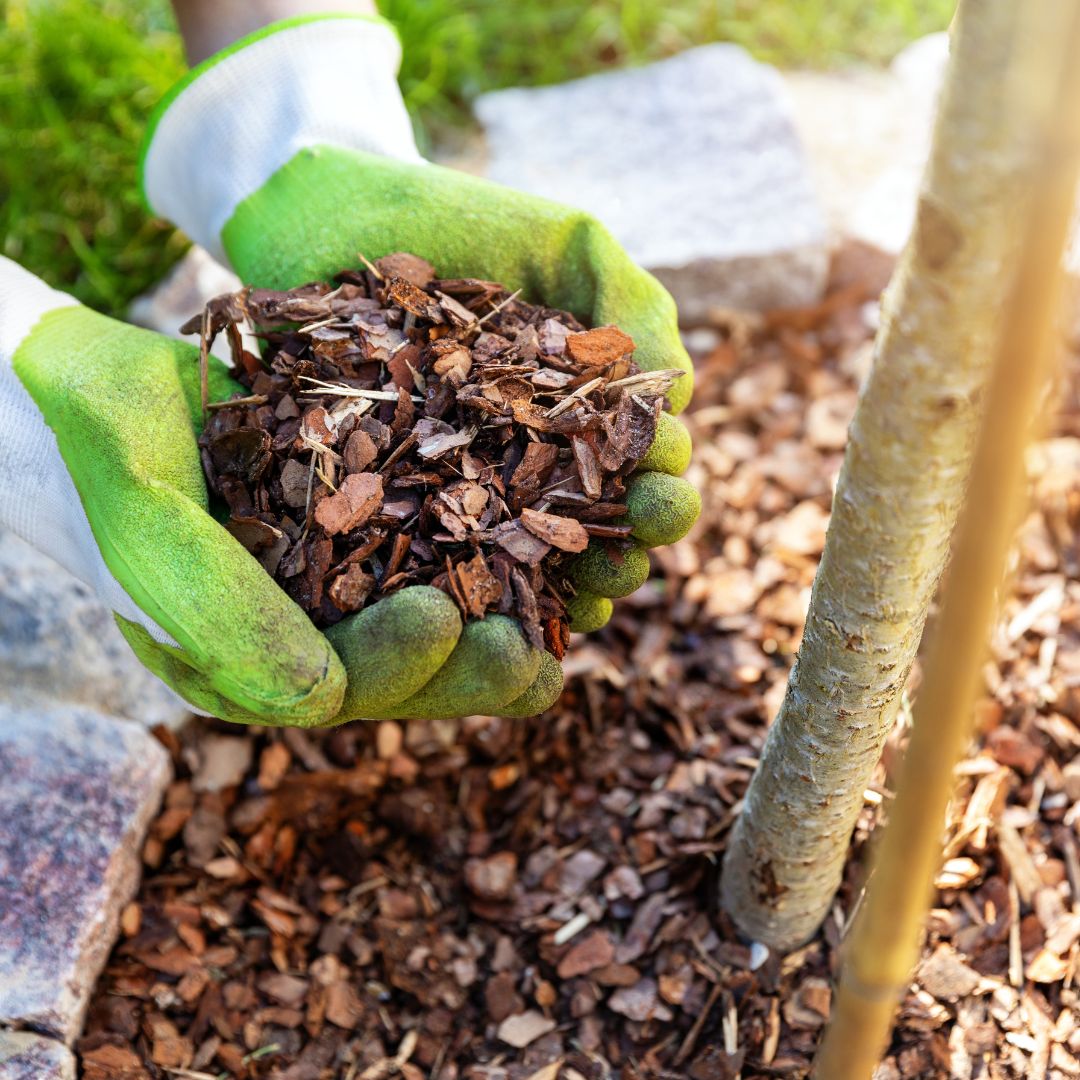 adding Mulch