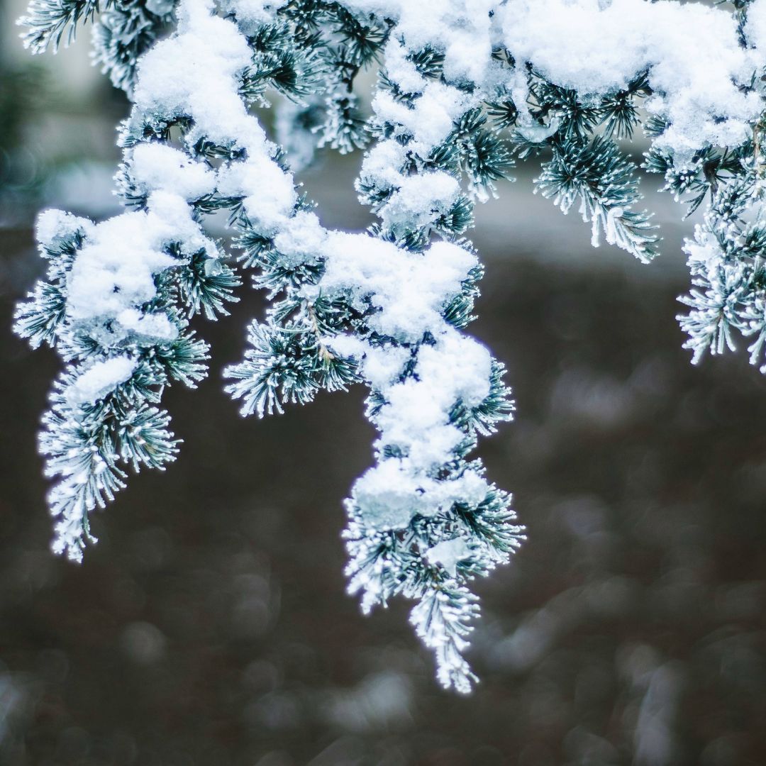 Plant Winter Flowers