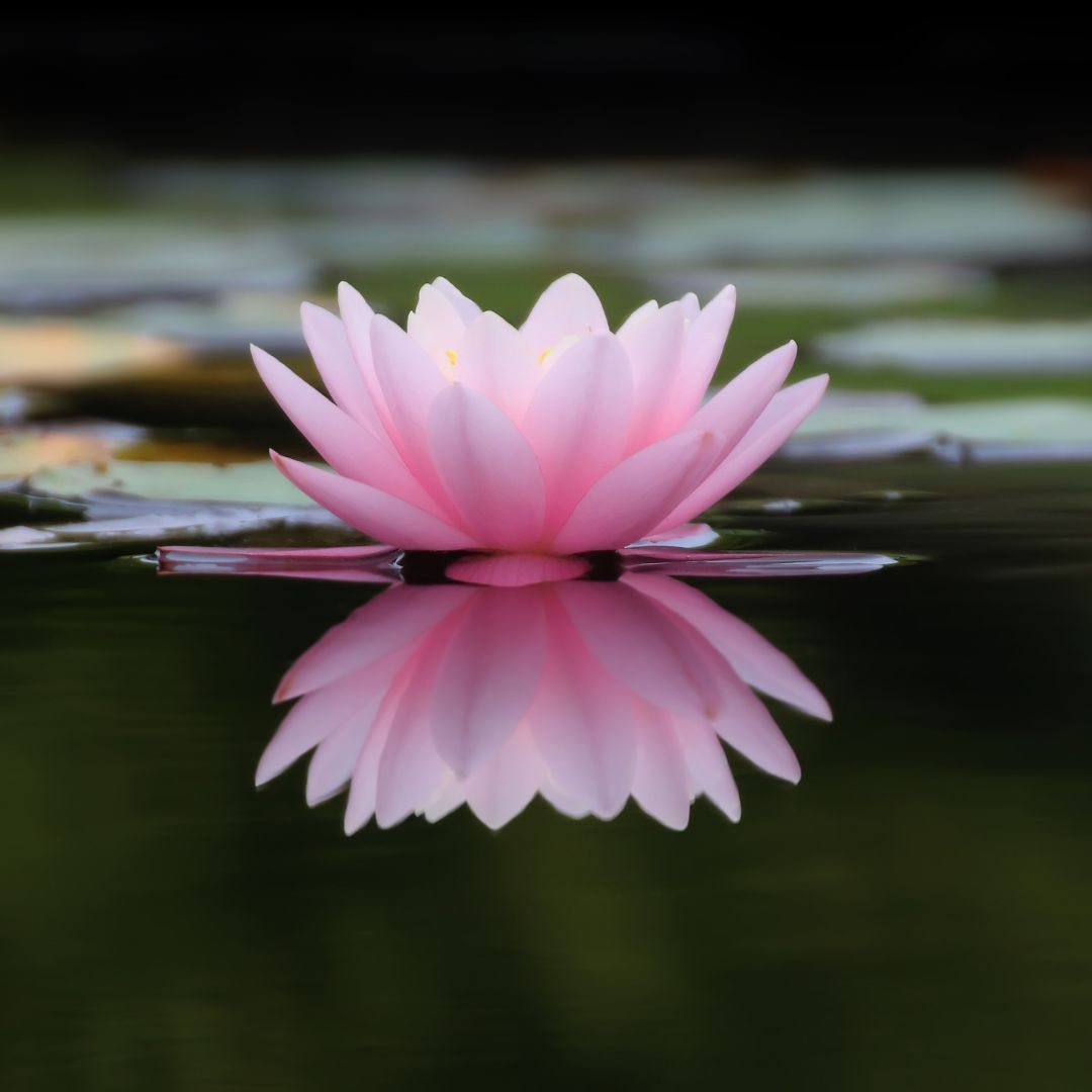 flower on water