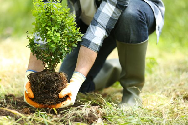 planting shrub