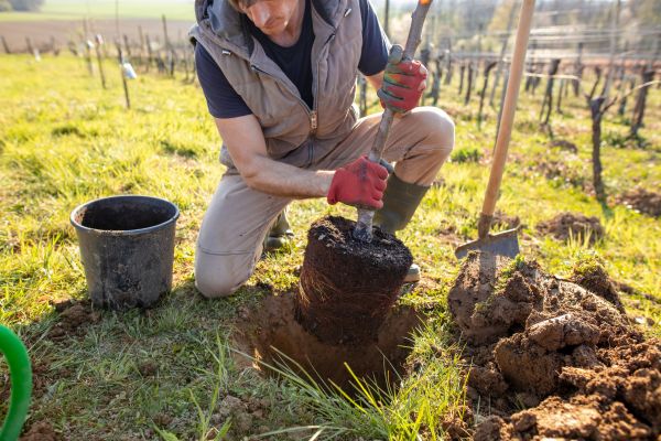 planting tree