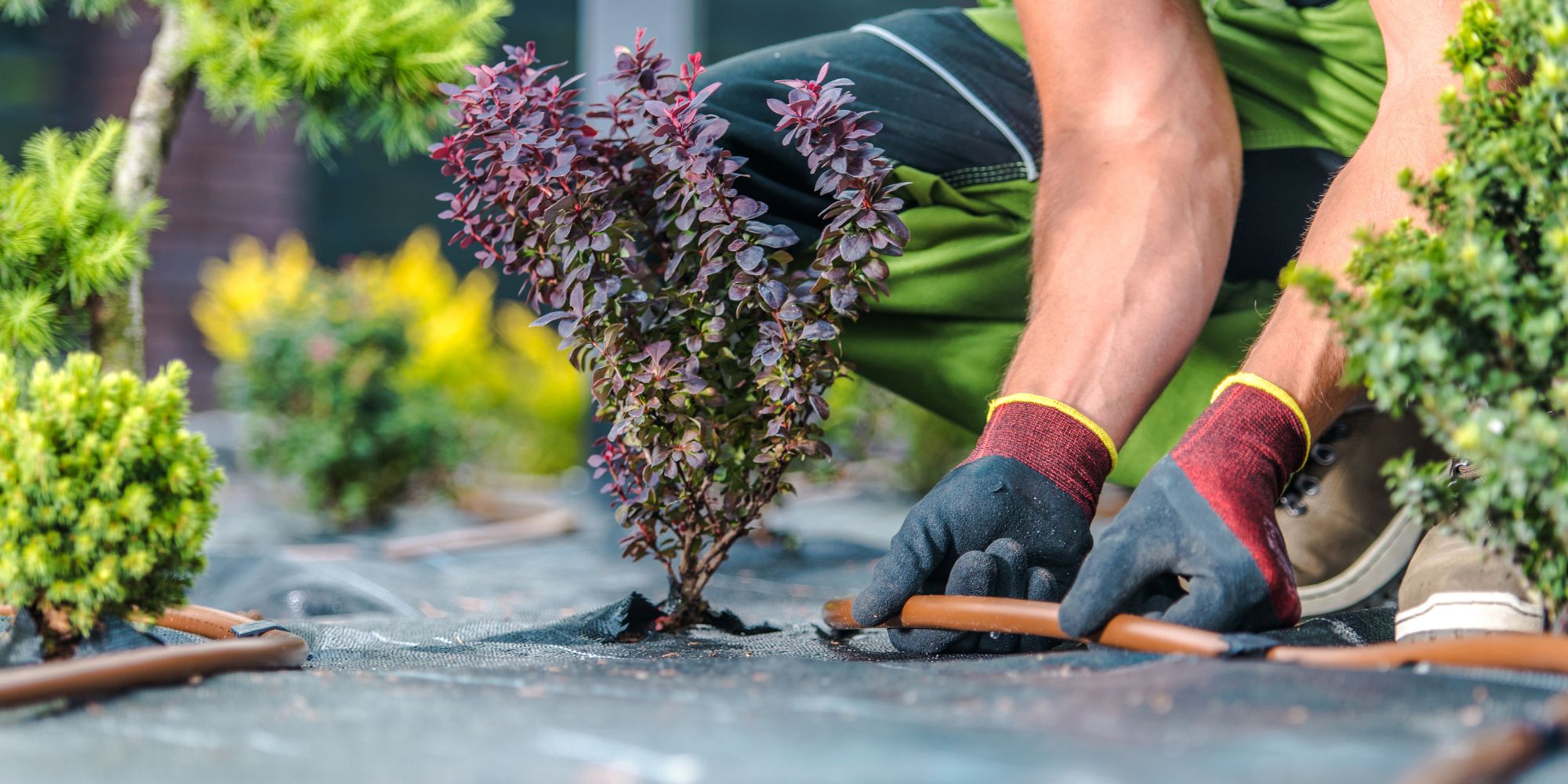 landscaper places drip irrigation line beside bush