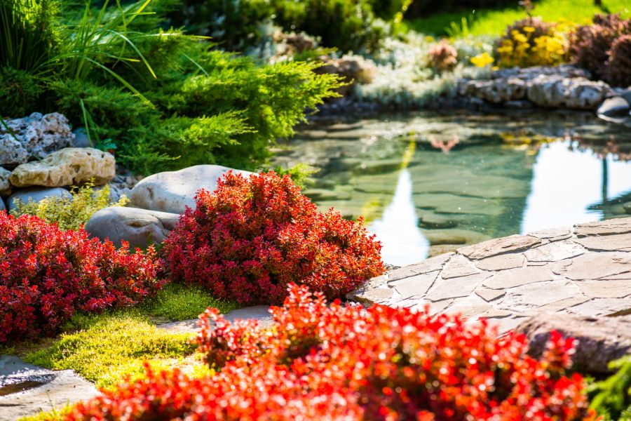 red plants near a water feature pond in yard