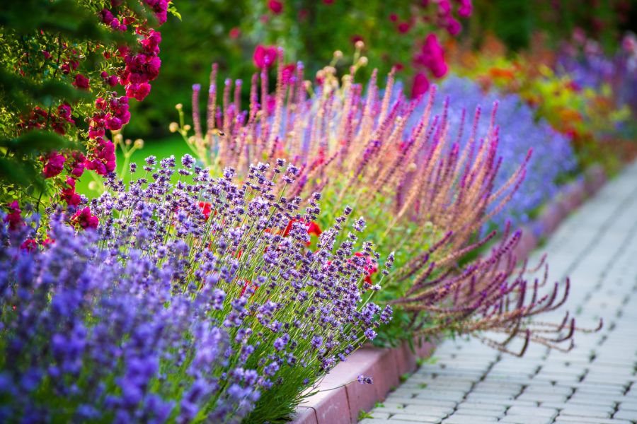 flowers next to walkway