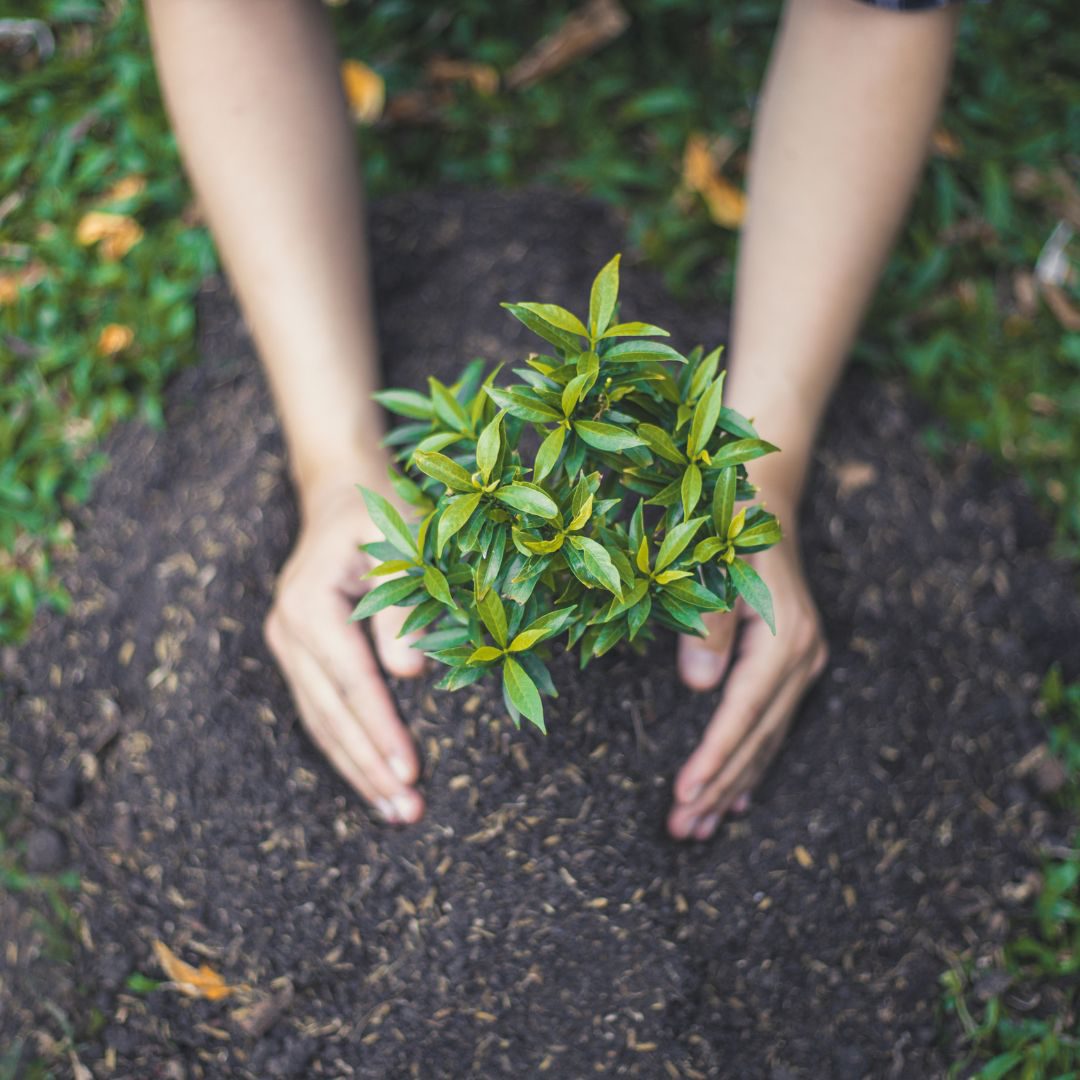 Choosing the Wrong Plants